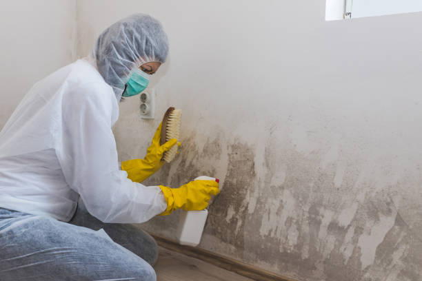 Professional Mold Remediation in Huntington Bay, NY
