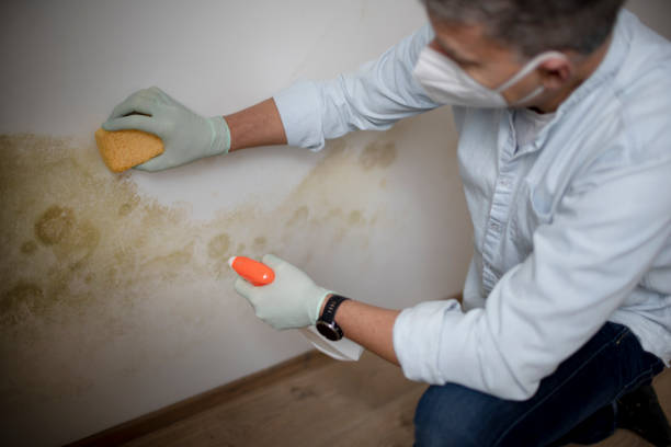 Best Mold Testing and Inspection Services in Huntington Bay, NY
